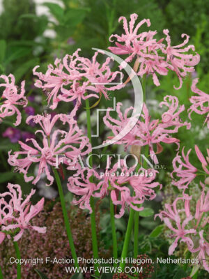 bowdenii 'Undulata'