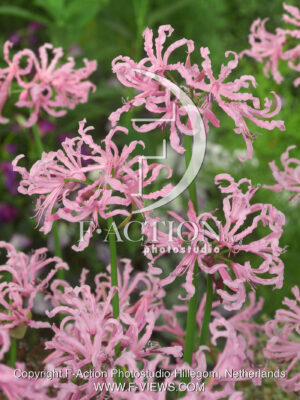 bowdenii 'Undulata'