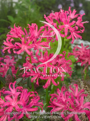 Elegance Dark Pink