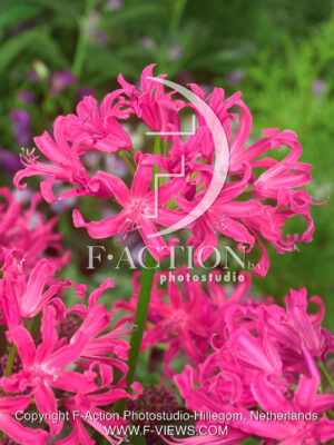 Elegance Dark Pink
