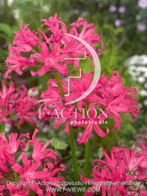 Elegance Dark Pink
