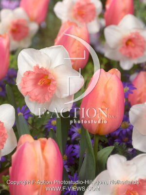 Oomph & Tulipa Apricot Favourite