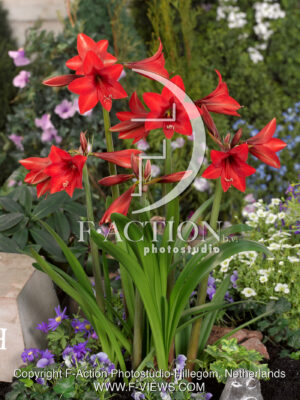 Sonatini 'Red Rascal'