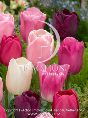 Black-Pink Mixed