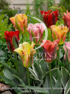 Viridiflora Mixed