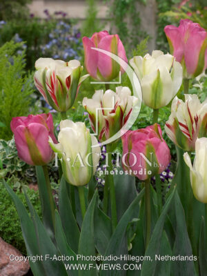 Viridiflora Mixed