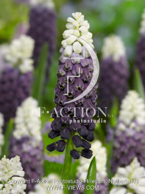 Latifolium Grape Ice