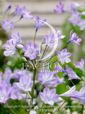 Violet Queen