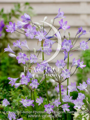 Violet Queen