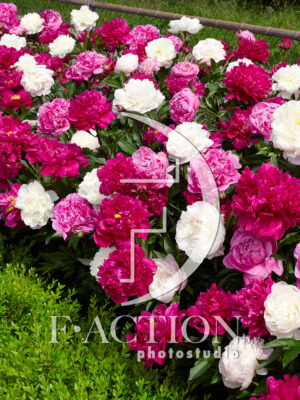 lactiflora Mixed border