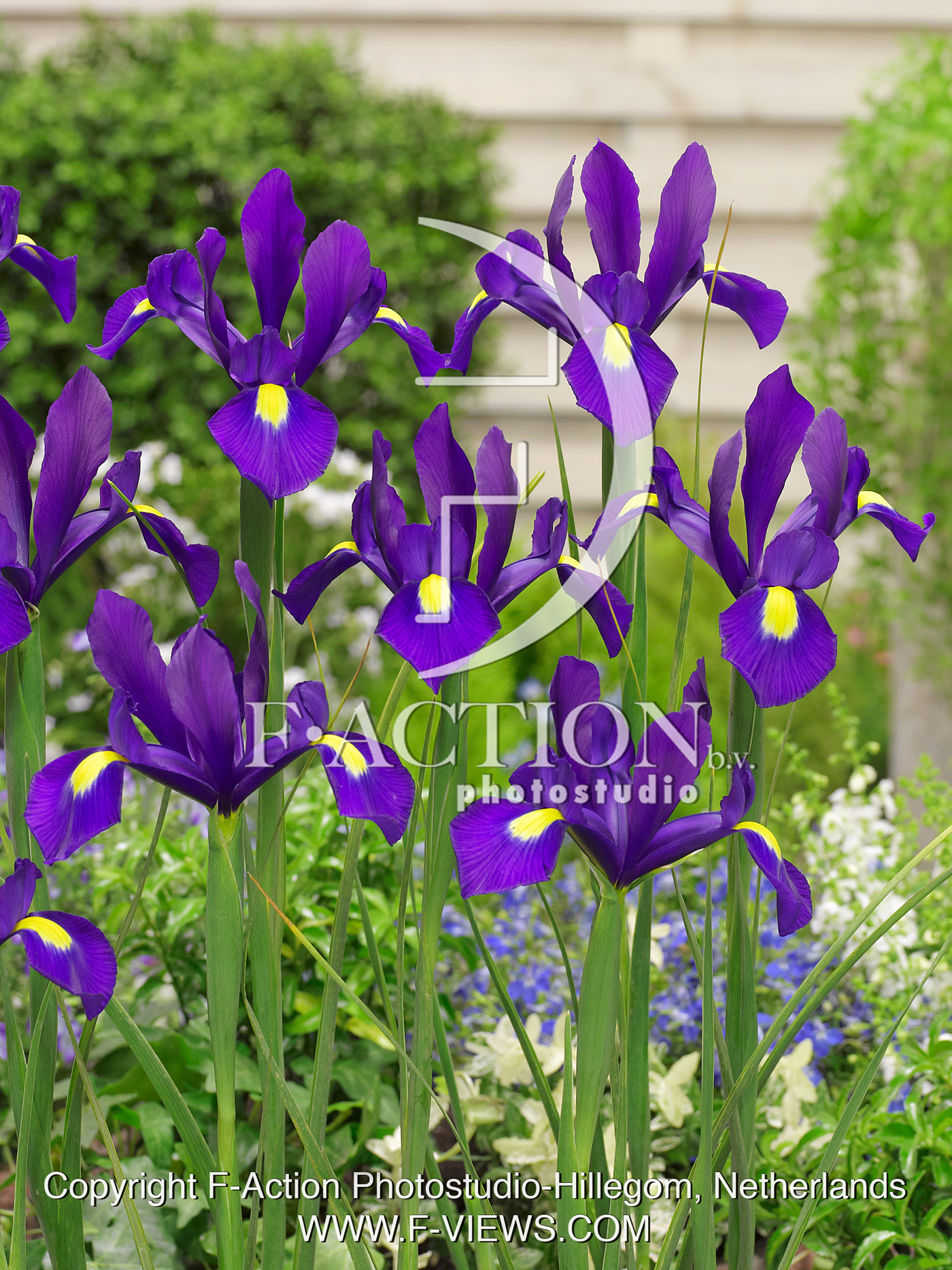 hollandica Purple Jacket