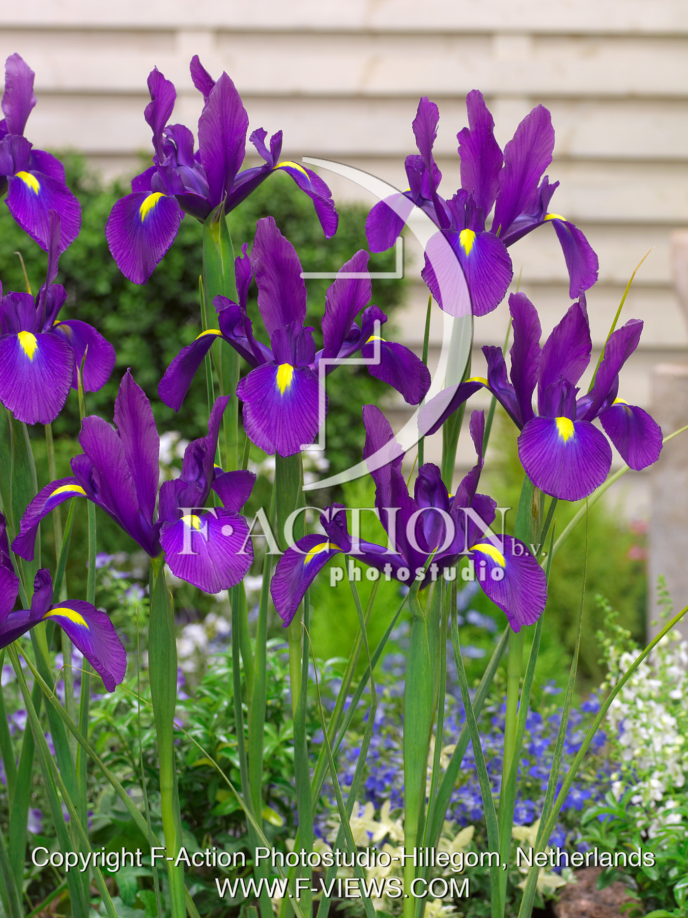 hollandica Purple Sensation