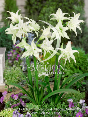 Sonatini Double White