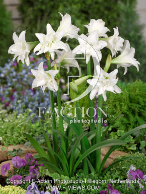 Sonatini Double White