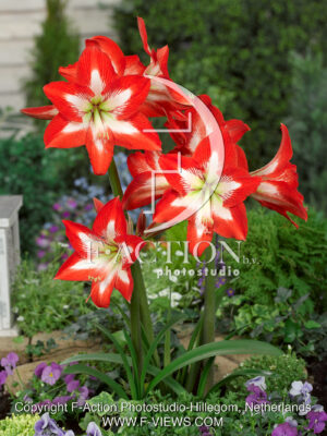 Sonatini Red-White