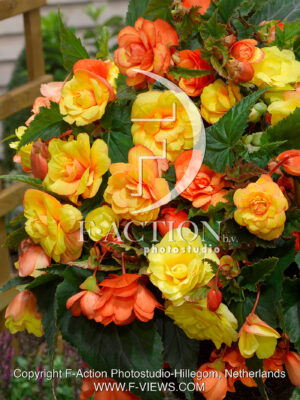 Illumination Apricot