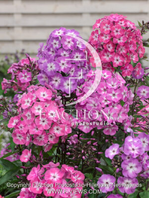 paniculata