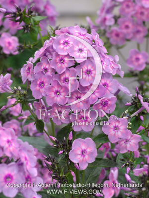 paniculata Rainbow Dancer