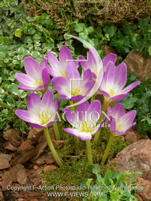 Violet Queen