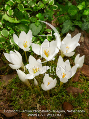 speciosus Albus