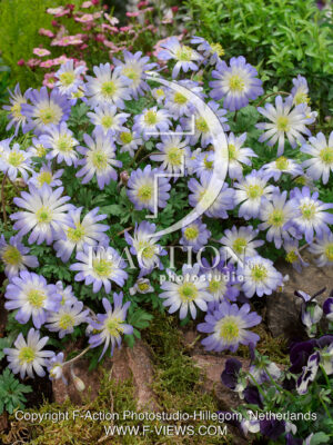blanda Blue Splendor