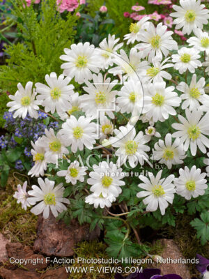 blanda White Splendor