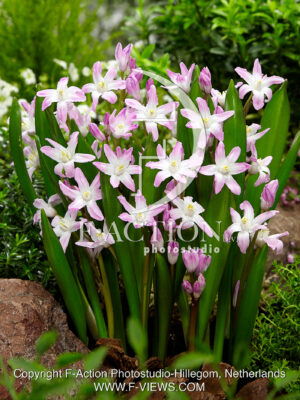 forbesii 'Pink Giant'