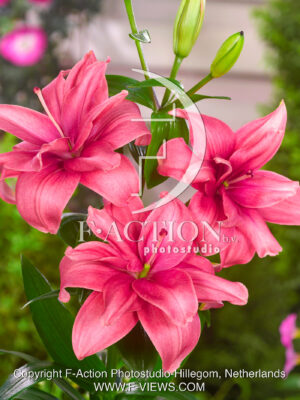 Pink Blossom