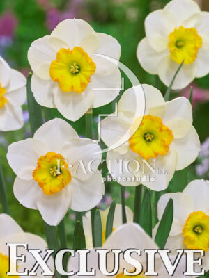 Narcissus Ringtone