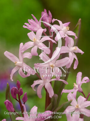 Rosea