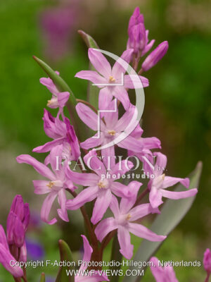 Rosea