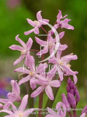 Rosea