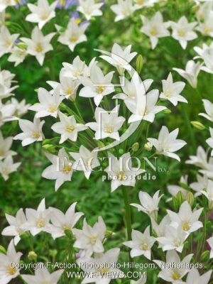 Laxa White Cloud
