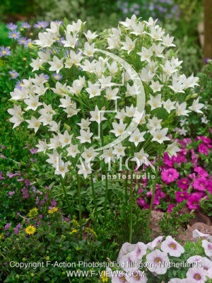 Laxa White Cloud