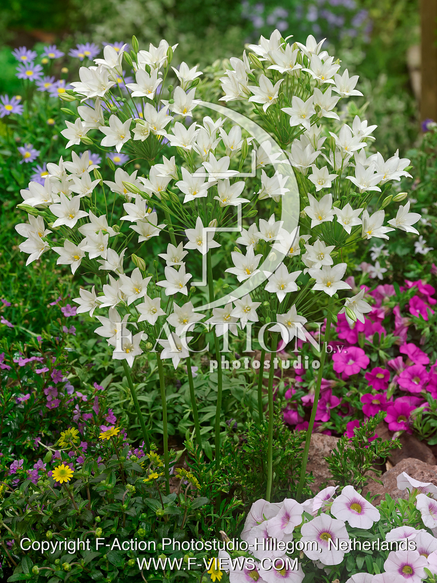 Laxa White Cloud