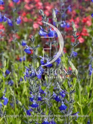 jamensis Blue Amor