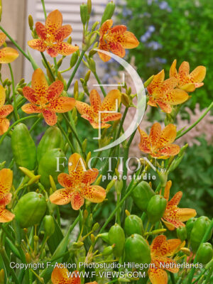Chinensis
