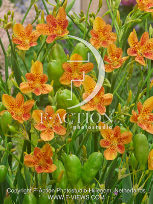 Chinensis