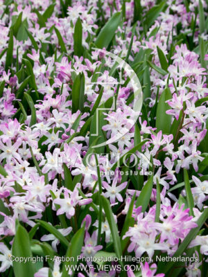 forbesii 'Pink Giant'