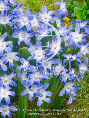forbesii 'Blue Giant'