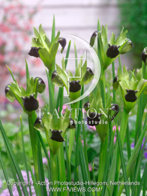 imperata 'Tuberosus'