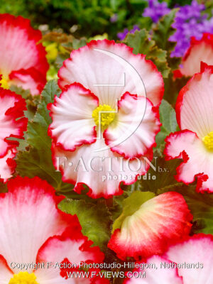 Marginata White-Red