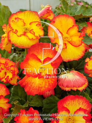 Marginata Yellow-Red