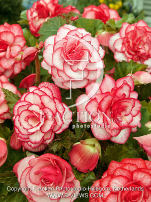 Picotee White-Red