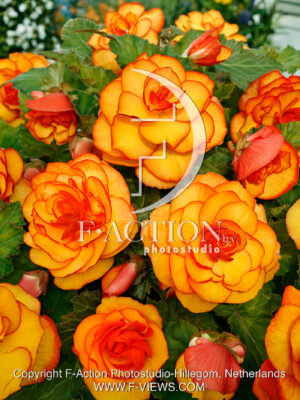 Picotee Yellow-Red