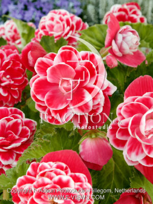 Camelia