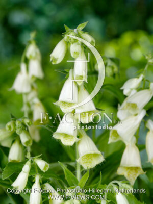 Grandiflora