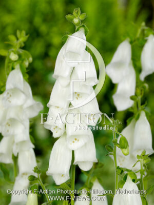 purpurea Alba