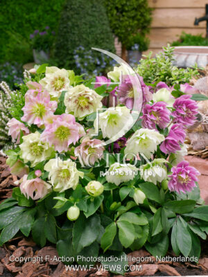 Double Mixed Hybrids