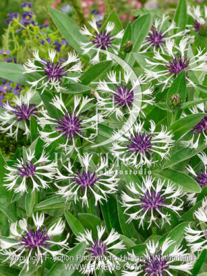 montana Purple Heart
